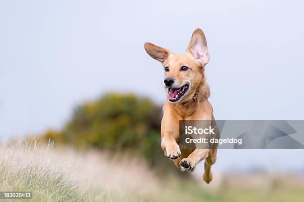 Свобода Придает Счастье — стоковые фотографии и другие картинки Собака - Собака, Бегать, Физические упражнения