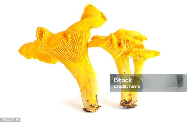 Photo libre de droit de Girolle Champignon banque d'images et plus d'images libres de droit de Girolle - Girolle, Fond blanc, Chanterelle