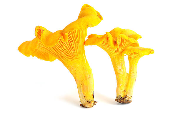 cantarelo cogumelo (cantharellus cibarius) - chanterelle golden chanterelle edible mushroom mushroom imagens e fotografias de stock