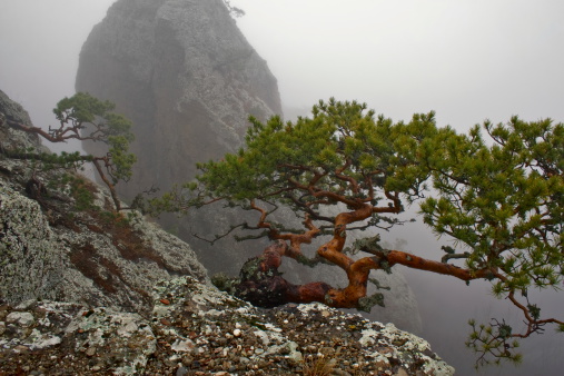 Pine tree in the foggy rocks. Crimea. Ukraine