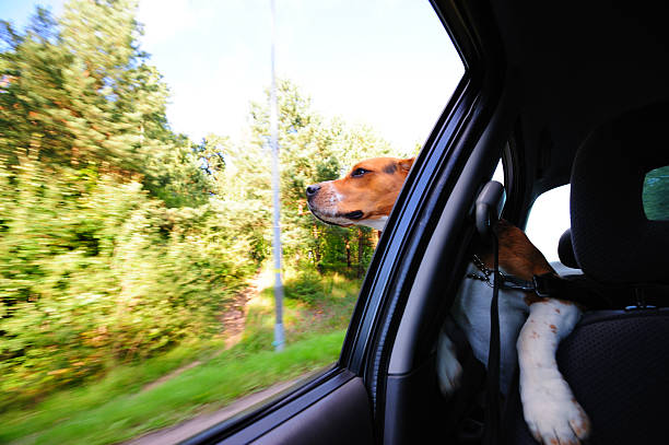 istock Beagle puppy in car window 183025596