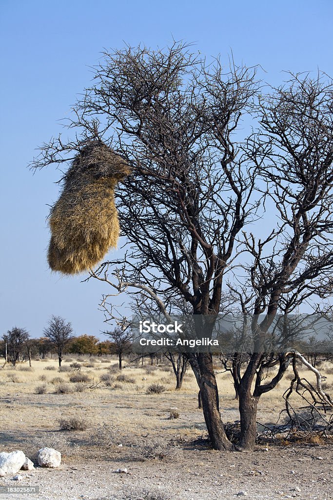 Webervogel nest - Lizenzfrei Afrika Stock-Foto