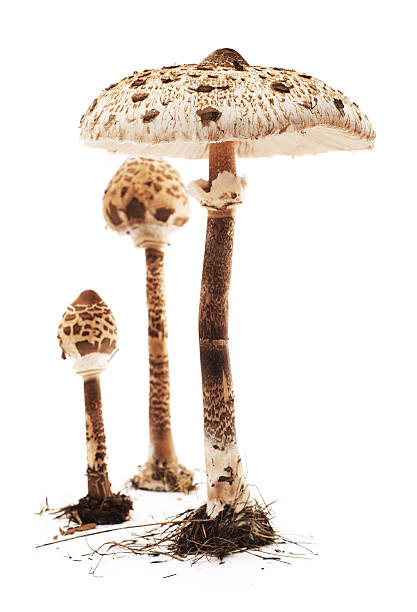 зонтик от солнца грибами - edible mushroom mushroom fungus porcini mushroom стоковые фото и изображения