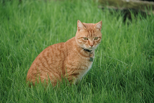 Domestic ginger cat in a house garden with green grass