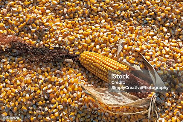 Espiga De Milho Na Espiga Em Uma Cama De Amêndoa - Fotografias de stock e mais imagens de Abstrato - Abstrato, Agricultura, Borla