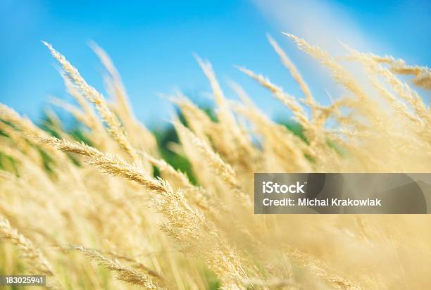 Государственное — стоковые фотографии и другие картинки Пшеница - Пшеница, Аллергия, В стиле минимализма
