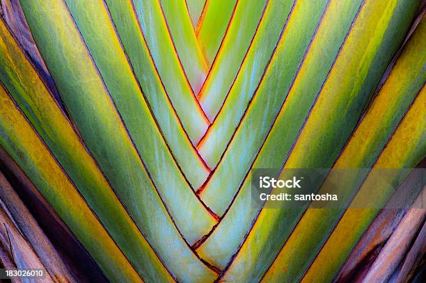 Ravenala - zdjęcia stockowe i więcej obrazów Traveler's Palm - Traveler's Palm, Figura geometryczna, Natura