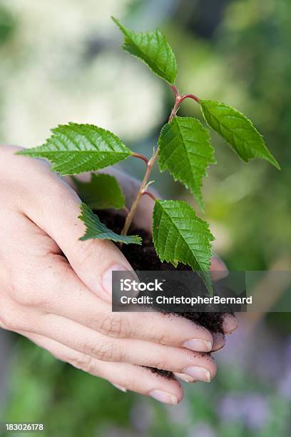 Photo libre de droit de Plant En Main banque d'images et plus d'images libres de droit de Activité de loisirs - Activité de loisirs, Adulte, Agriculture