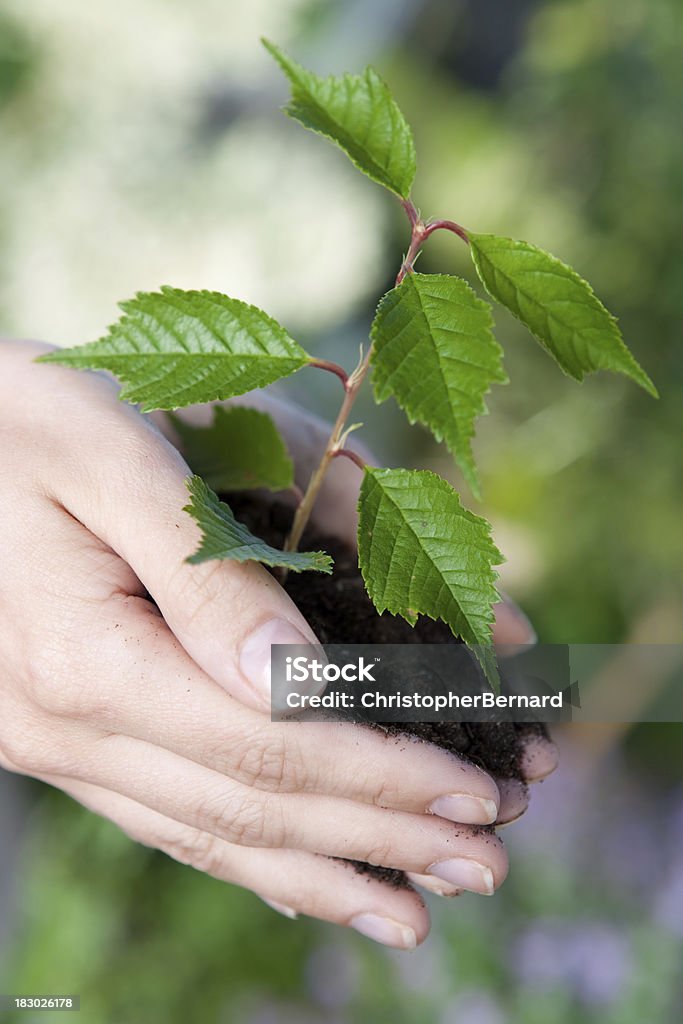 Roślin w ręka - Zbiór zdjęć royalty-free (Dorosły)