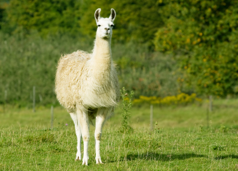 Beautiful sunrise farm scene with group of grey, brown and black alpacas walking and grazing on grassy hill backlit at sunrise with trees in background. Summer in French farmland