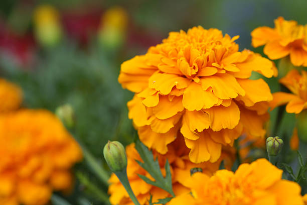 istock Orange marigold flowers 183026292