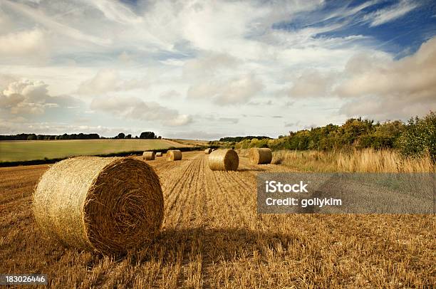 Fardos De Palha No Campo - Fotografias de stock e mais imagens de Agricultura - Agricultura, Ajardinado, Ao Ar Livre