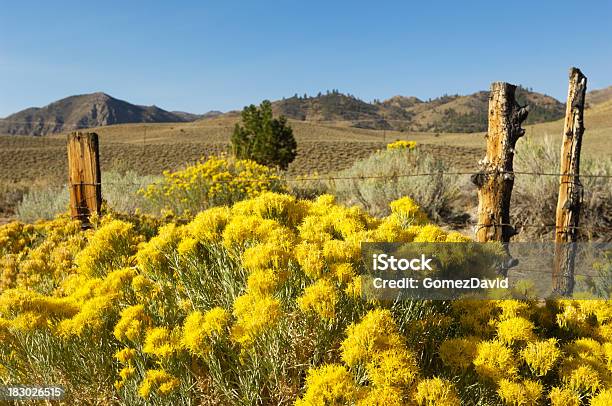 추절 보기 Rabbitbrush 및 목초 그레이트 배이신 0명에 대한 스톡 사진 및 기타 이미지 - 0명, 가을, 갈색