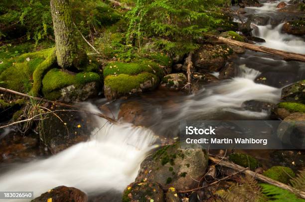 Streaming Di Acqua - Fotografie stock e altre immagini di Acqua - Acqua, Albero, Ambientazione esterna