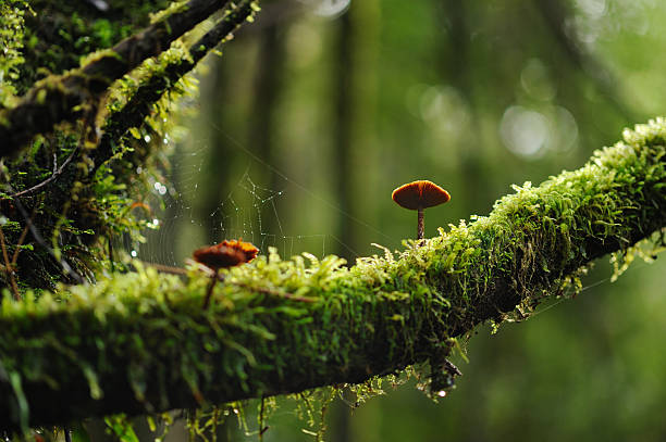 Photo of Mushrooms on a mossy branch in the woods