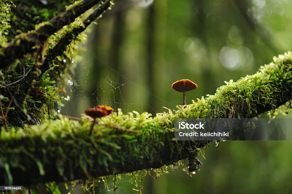 Cogumelos da floresta - Foto de stock de Floresta royalty-free