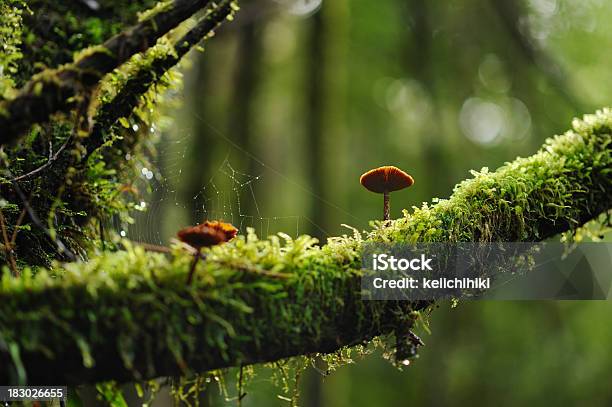 Foto de Cogumelos Da Floresta e mais fotos de stock de Floresta - Floresta, Cogumelo - Fungo, Musgo