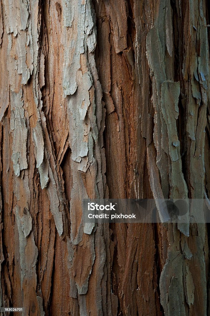 Cedar de corteza - Foto de stock de Cedro del Atlas libre de derechos