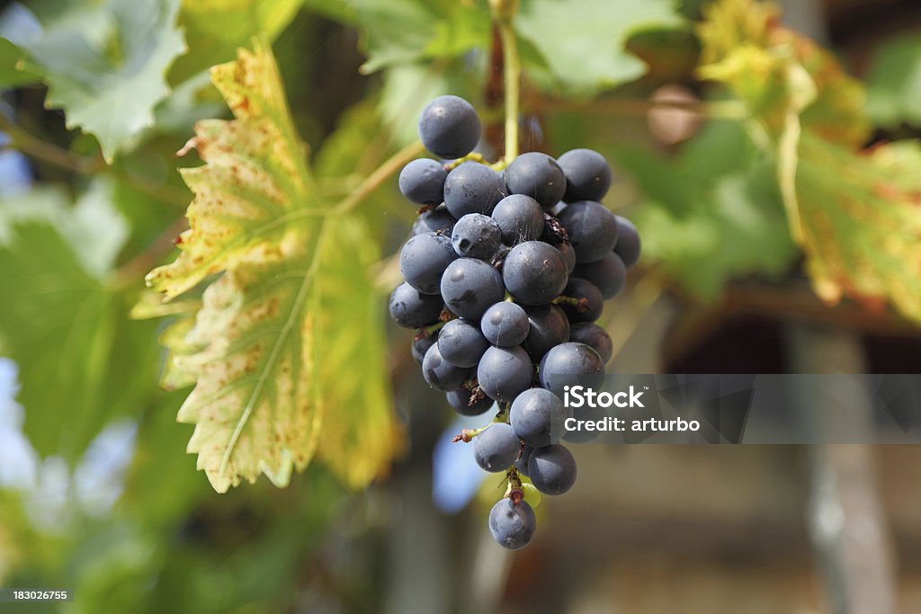 Uvas y hojas - Foto de stock de Agricultura libre de derechos