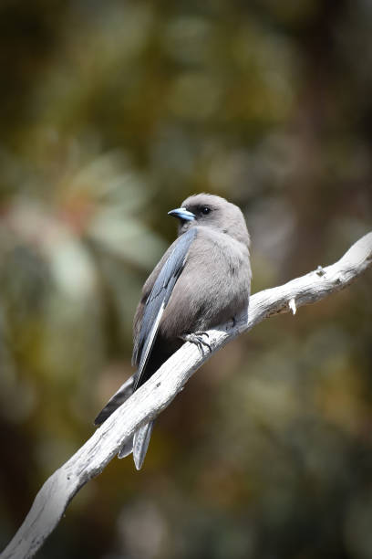 istock Dusky Woodswallow (Artamus cyanopterus)  perching on the branch of a tree 1830269330