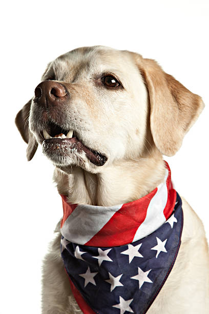 istock Patriotic Yellow Labrador Isolated On White 183027163