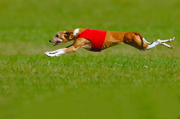 A whippet lure coursing at full speed