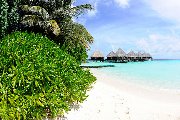 istock Palmtree with overwater bunglaows in background 183027295