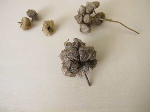 Seed pods from wild common mallow - Samenstand und Samen der Wilden Malve, Malva sylvestris