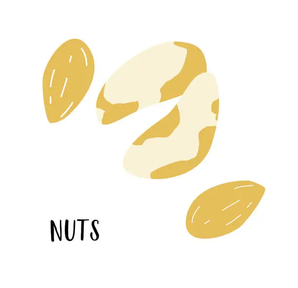 Vector illustration of Brazilian nut, almond nut  vector illustration. Vibrant, organic, and nutrient-rich, it celebrates the essence of Brazil's exotic and wholesome superfood. doodle, flat design