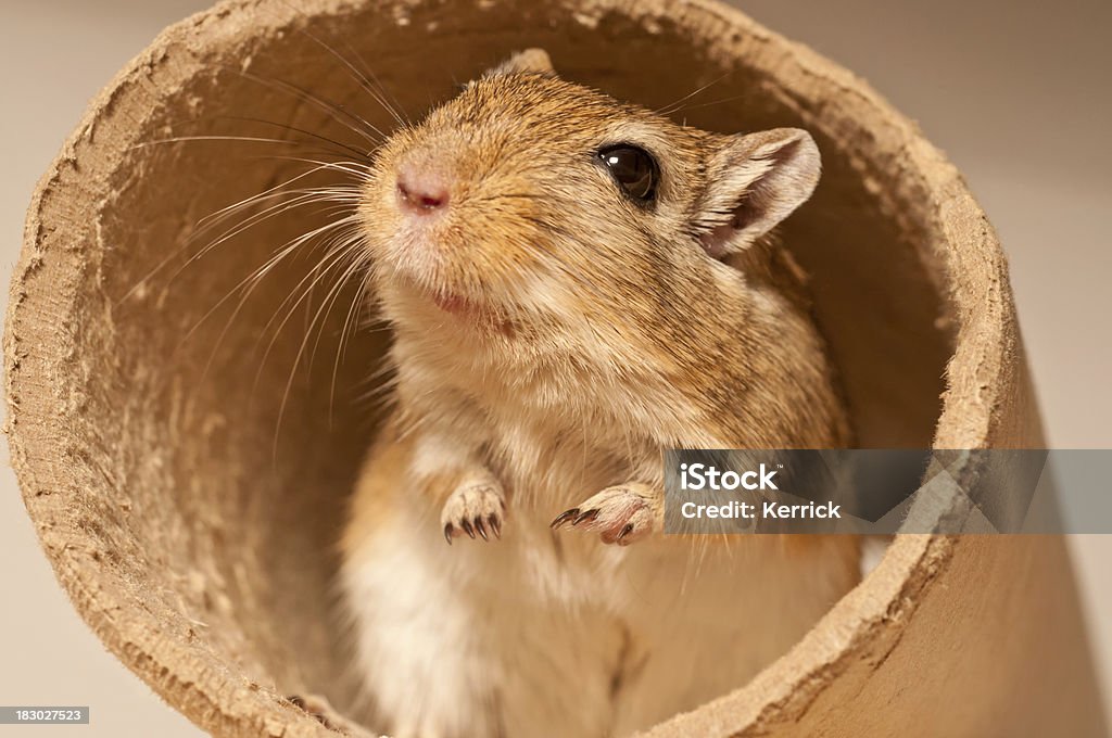 Rennmaus in einer U-Bahn - Lizenzfrei Einzelnes Tier Stock-Foto