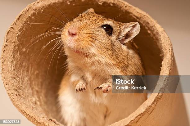 Rennmaus In Einer Ubahn Stockfoto und mehr Bilder von Einzelnes Tier - Einzelnes Tier, Extreme Nahaufnahme, Fotografie