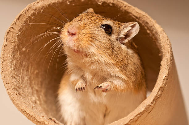 istock Gerbil in a tube 183027523