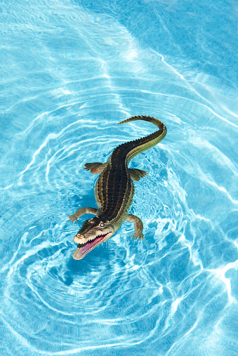 alligator swimming in a backyard pool   (fake)
