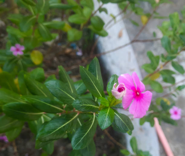 istock Decorative Cora Cascade Lilac Vinca small pink beautiful flower 1830276040