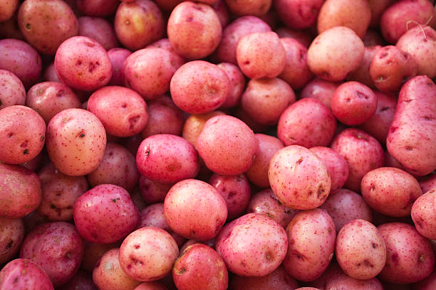 A large amount of small red skin potatoes "Red skin potatoes are flavorful, versatile and delicious baked, fried, grilled, and boiled when made into a perennial favorite: red skin potato salad." Red Potato stock pictures, royalty-free photos & images
