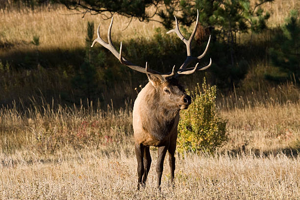 istock Bull Elk With Massive Antlers, Rocky Mountain National Park 183027620