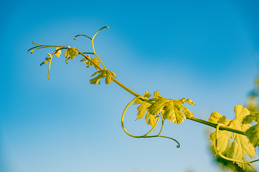 Detail of a vine branch. Vine tendril growing towards the sky, Slovenia