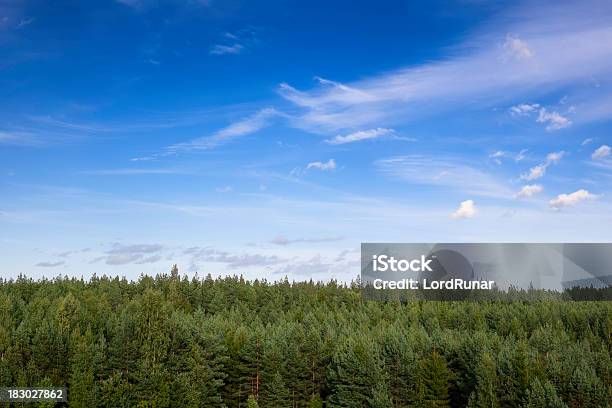 Paisaje De Bosque Foto de stock y más banco de imágenes de Abeto Picea - Abeto Picea, Aire libre, Atestado