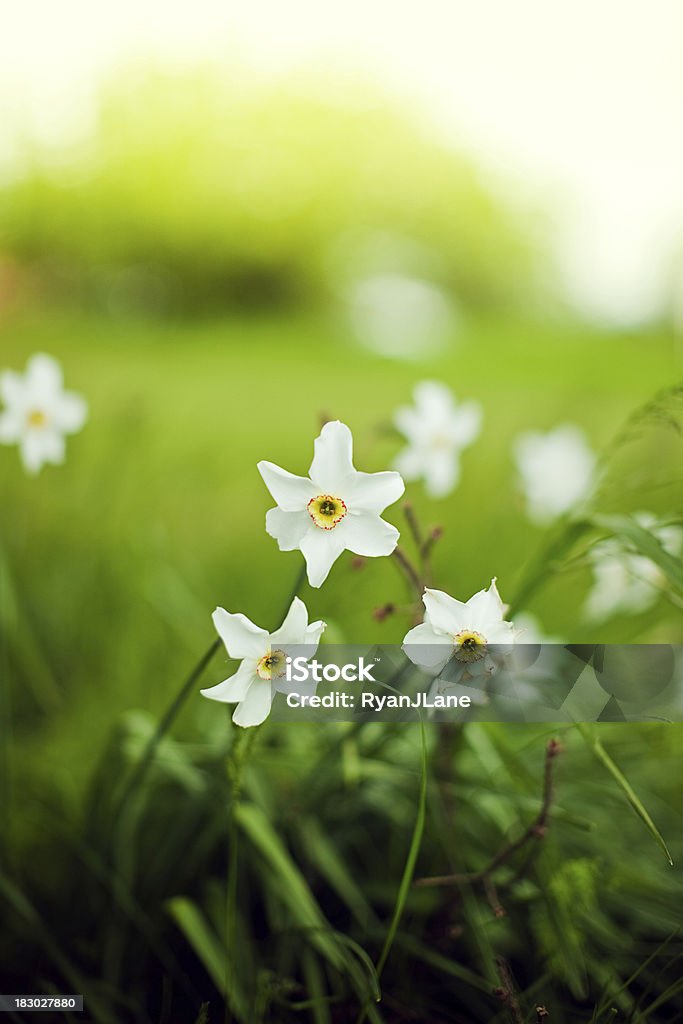 Wild Daffodils y luz natural - Foto de stock de Aire libre libre de derechos