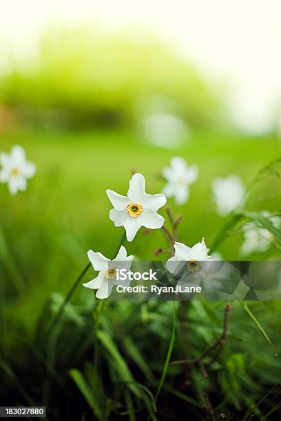 Photo libre de droit de Wild De Jonquilles Et Les Rayons Du Soleil banque d'images et plus d'images libres de droit de Beauté de la nature - Beauté de la nature, Blanc, Couleur saturée