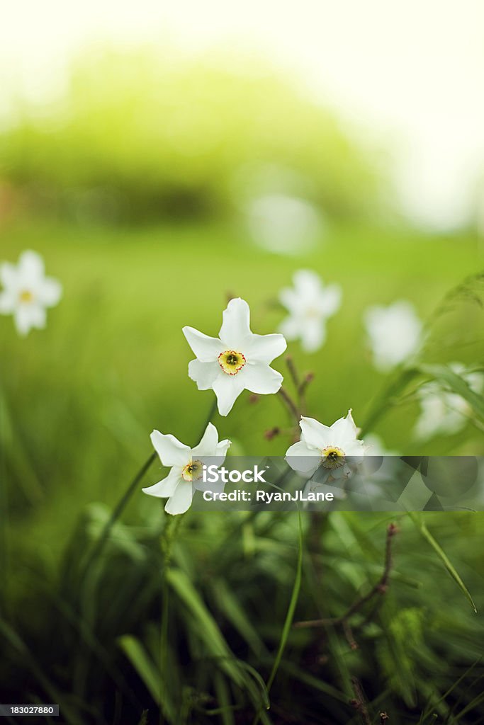 Wild Daffodils e luce solare - Foto stock royalty-free di Ambientazione esterna