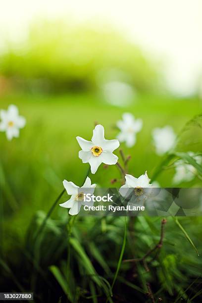 Wild Daffodils E Luce Solare - Fotografie stock e altre immagini di Ambientazione esterna - Ambientazione esterna, Bellezza naturale, Bianco