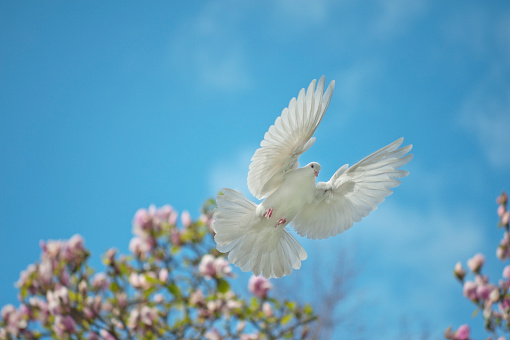 White dove in flight with a magnolia tree in the background
