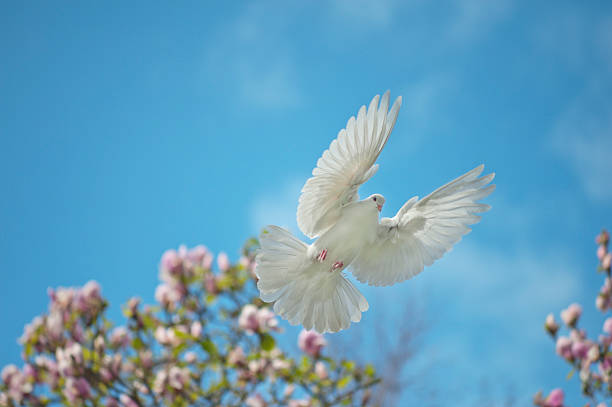 Flying Dove stock photo