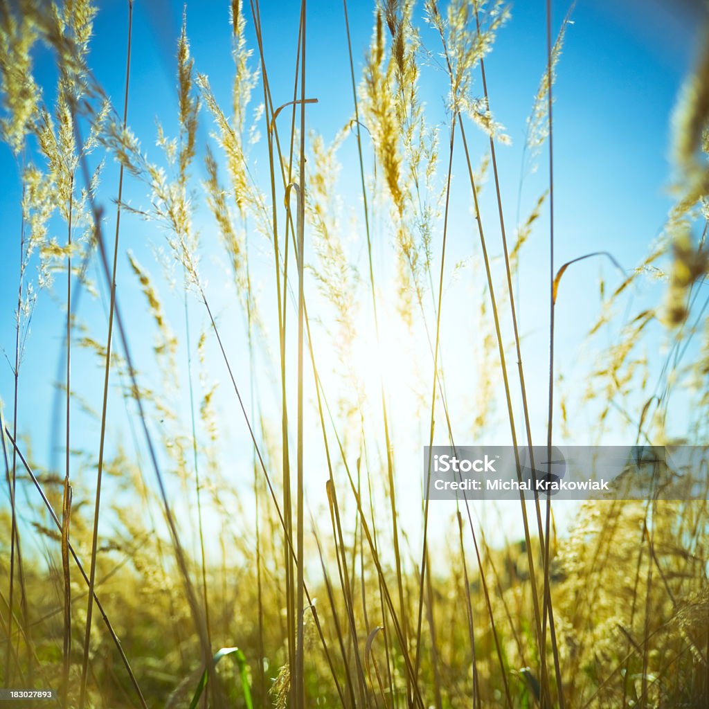 Słońce w trawie - Zbiór zdjęć royalty-free (Bez ludzi)