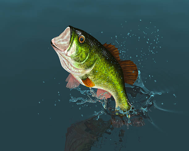 Bass Leaping 3D Rendering/Digital Illustration of a Largemouth Freshwater Bass leaping out of the water. Clipping mask included - Bass & Splash freshwater bass stock pictures, royalty-free photos & images