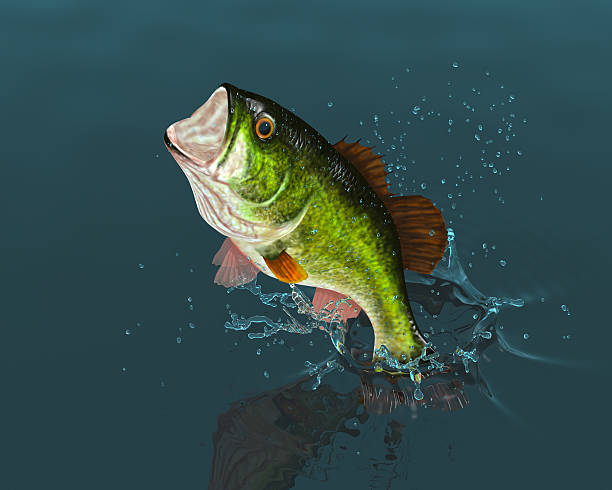 бас leaping - largemouth bass стоковые фото и изображения