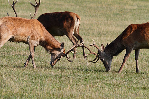istock Two young red deer stags Cervus elaphus matching antlers 183028485