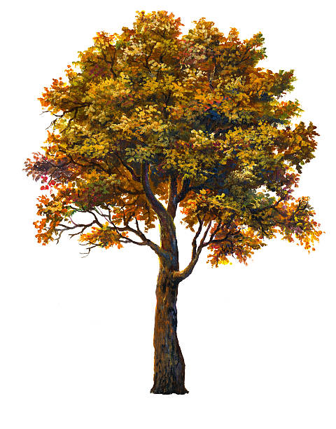 ilustraciones, imágenes clip art, dibujos animados e iconos de stock de de otoño tree - arce ilustraciones