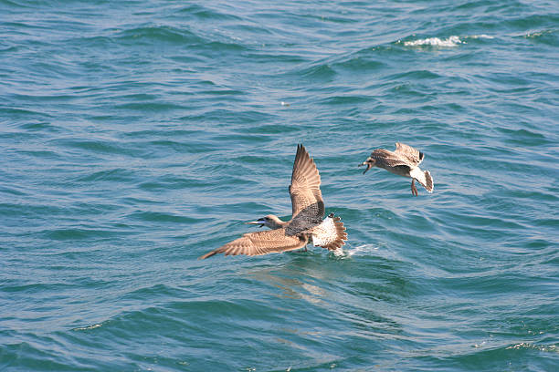 istock flying and fishing 183028683